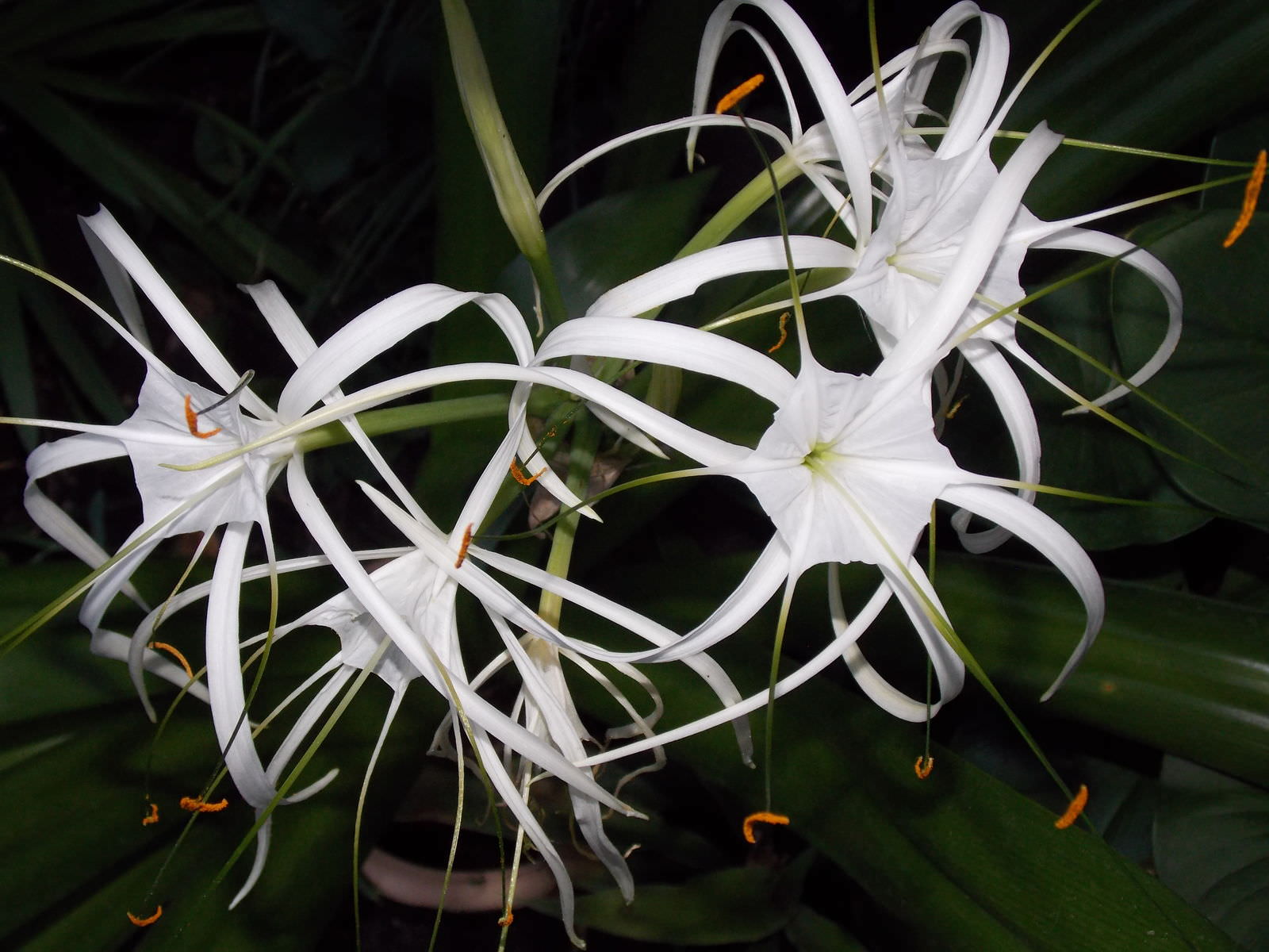 Hymenocallis sonorensis
